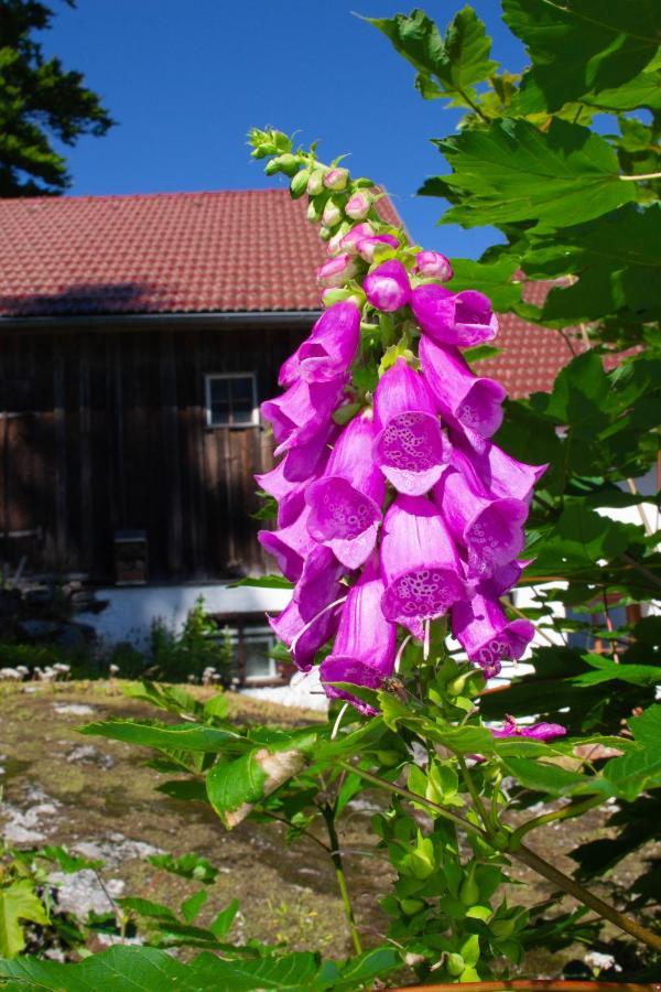 Ferienhaus Ploeckenstein Schwarzenberg am Bohmerwald Zewnętrze zdjęcie